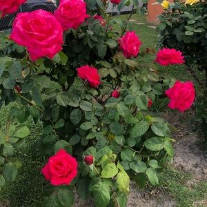 Meet your Posher, Linda